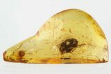 Detailed Fossil Marsh Beetle (Scirtidae) in Baltic Amber #330636-1